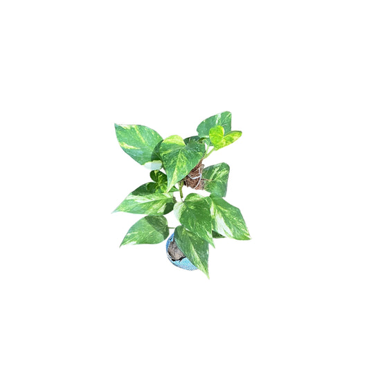 Money Plant With 1 Feet Mosstick  In 4 Inch Bag
