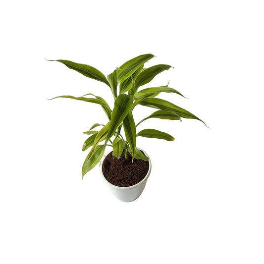 Golden lucky bamboo in 5 inch white classic pot