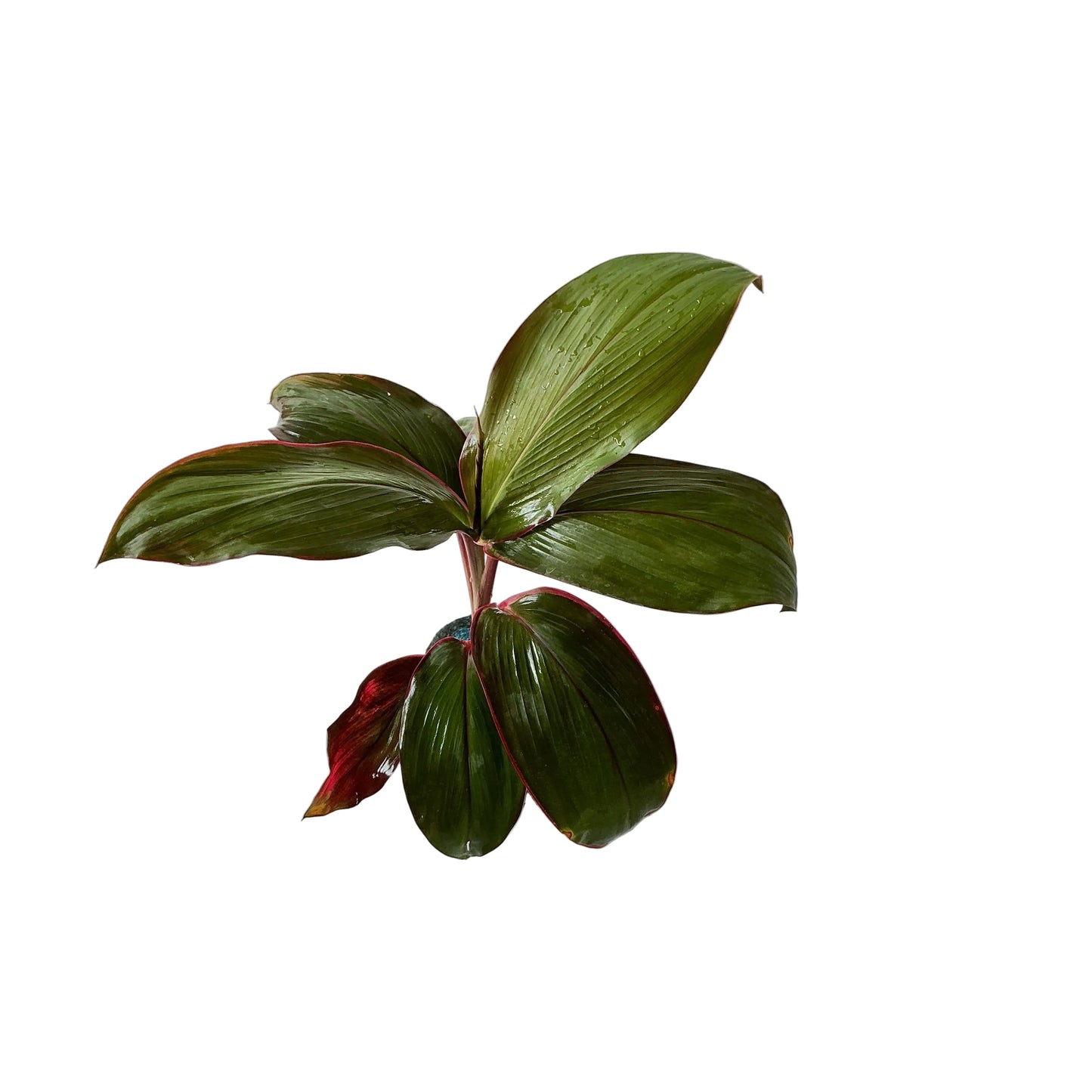 Dracaena red ruby plant (Rozia plant) In 4 inch nursery polybag.