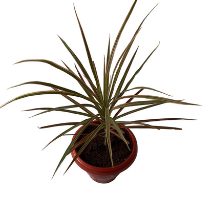 Dracaena Chloroma Plant In 8 Inch Red Nursery Pot