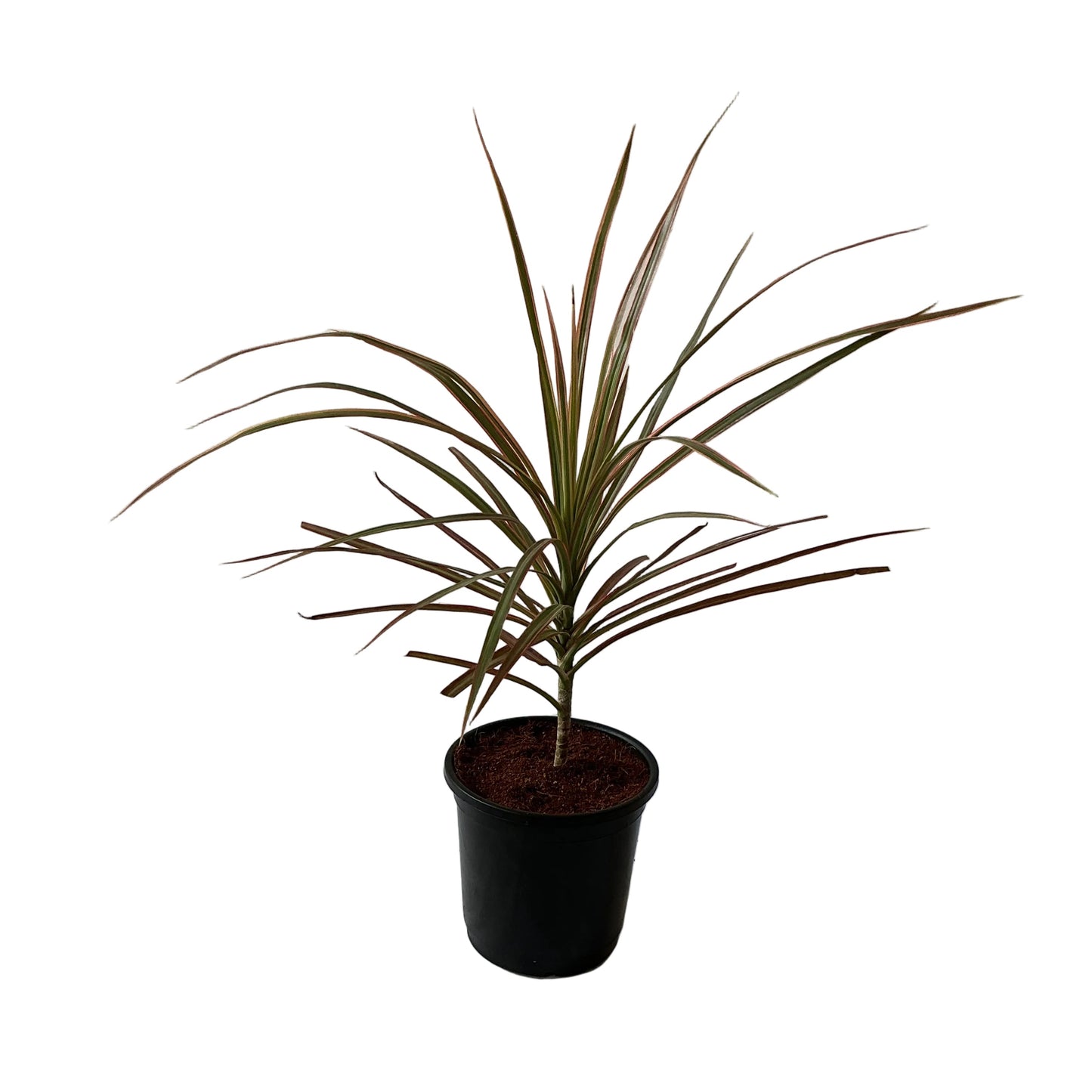 Dracaena Chloroma Plant In 6 Inch Plant