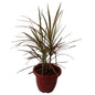 Dracaena Chloroma Red 10 Inch Red Classic Pot.