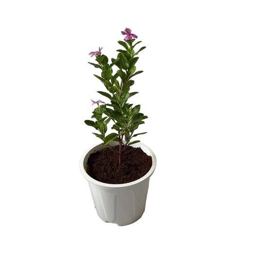 Sadabahar Flower Plant In 8 Inch White Nursery Pot