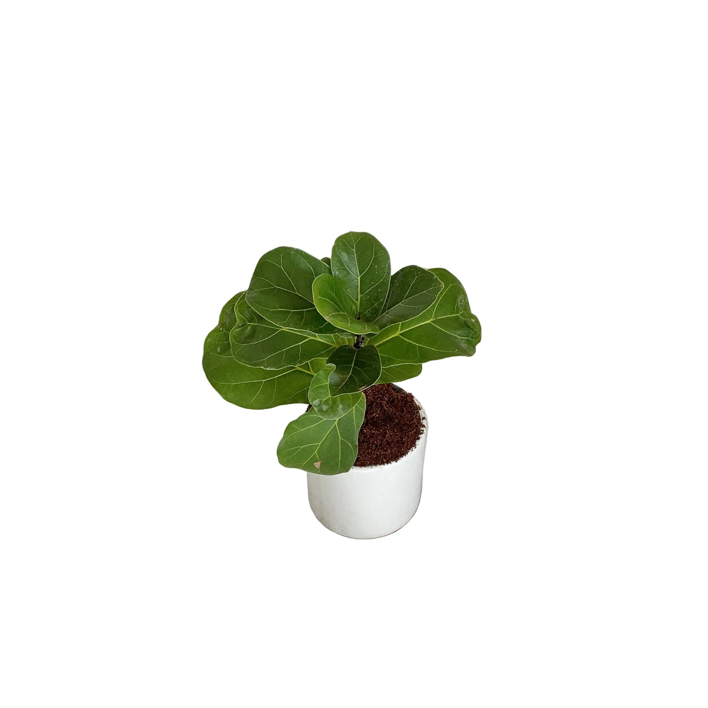 Fiddle leaf ( Ficus lyrata) plant in 4 inch ceramic pot any design