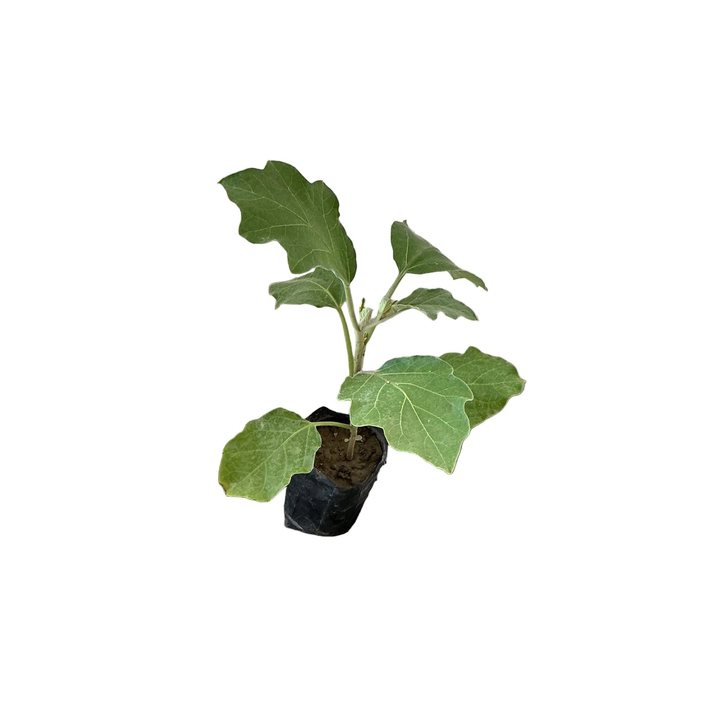Brinjal/Began Plant In 4 Inch ploybag