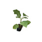 Brinjal/Began Plant In 4 Inch ploybag