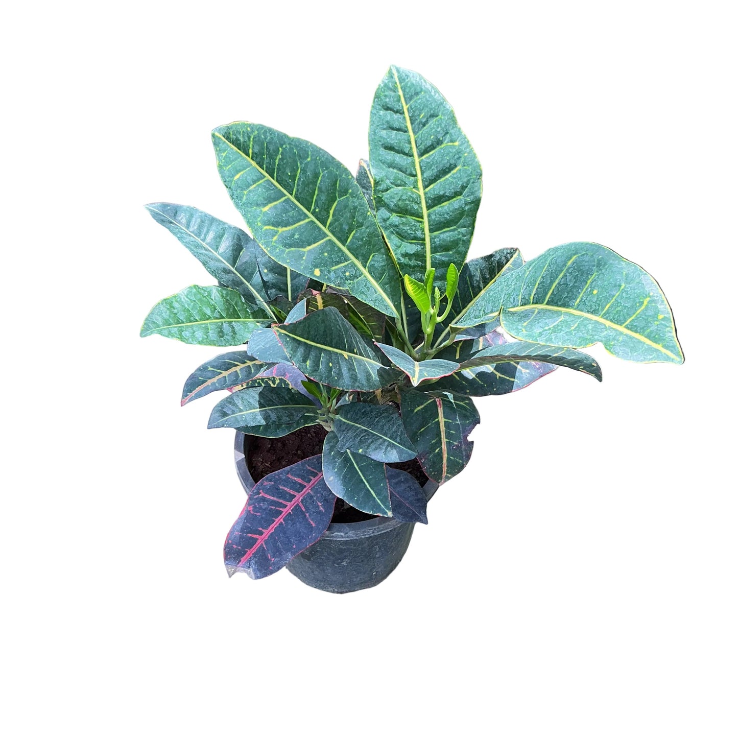 Patra Croton In 8 Inch Black Nursery Pot