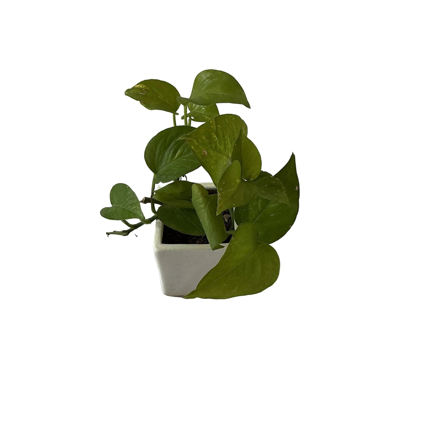 Money Plants In 4 Inch White Square Ceramic Pot