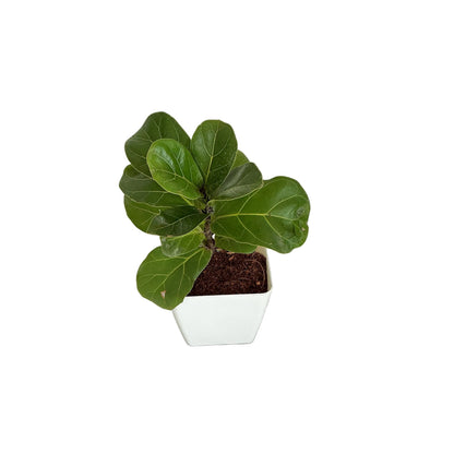 Fiddle leaf ( ficus lureta) plant 4 inch any design pot