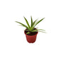 Spider/Chlorophytem Plant In 6 Inch Red Nursery Pot