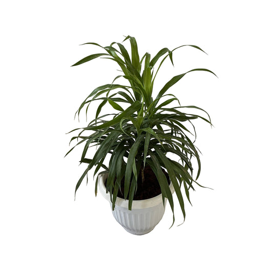Dracaena Green Plant In 8 Inch White Olive Pot