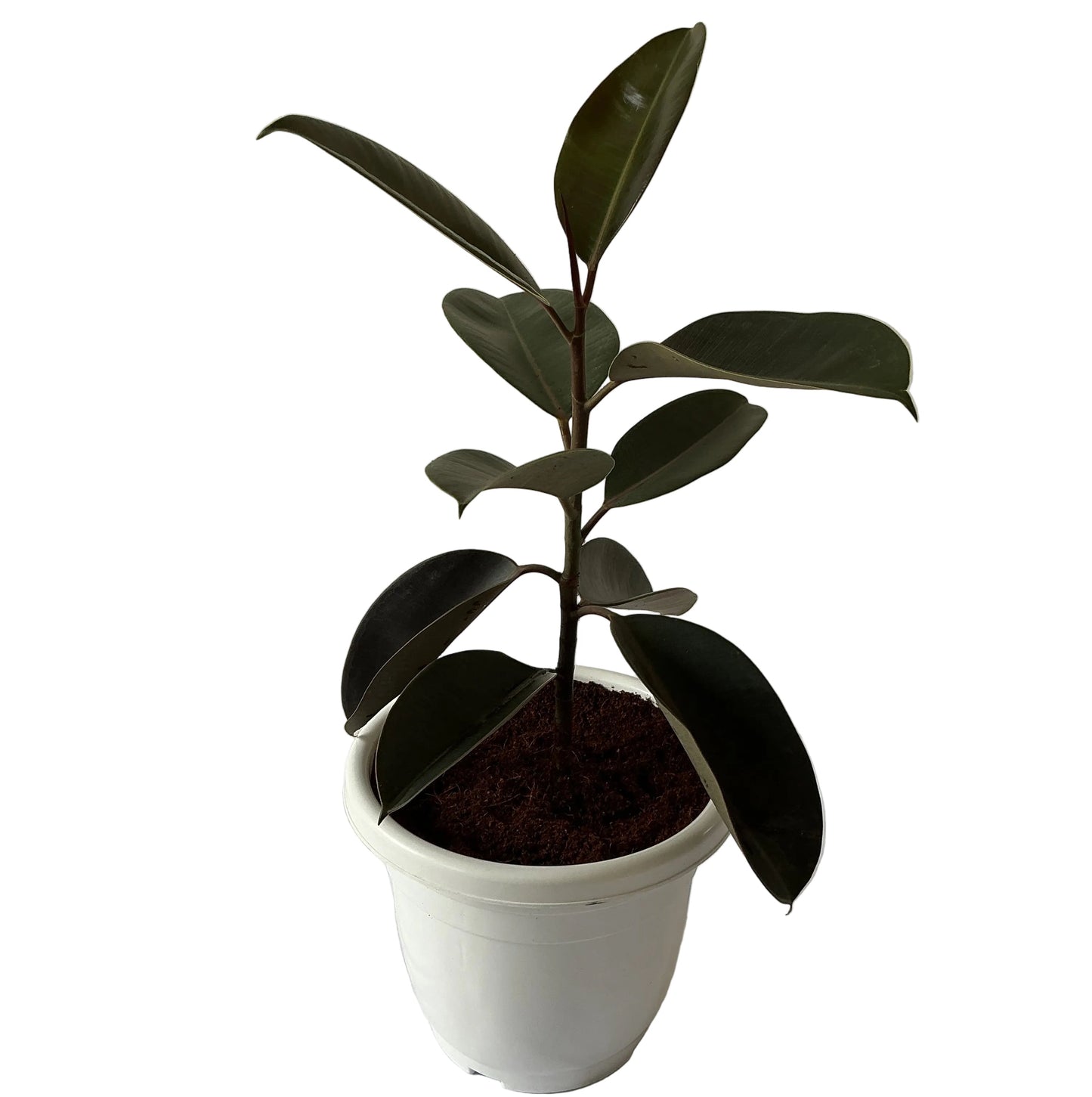 Black Rubber Plants In 10 Inch White Classic Pot