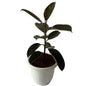 Black Rubber Plants In 10 Inch White Classic Pot