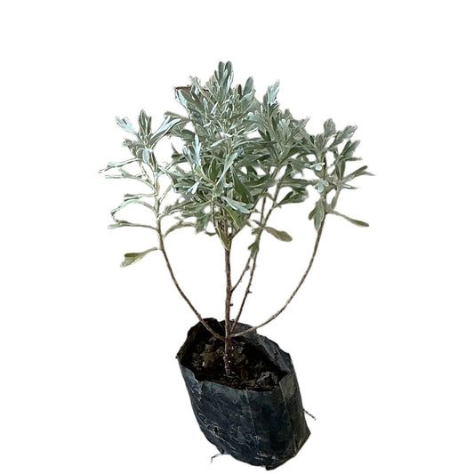 Lavender plant In 4 inch Poly Bag