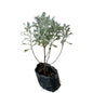 Lavender plant In 4 inch Poly Bag