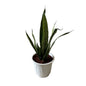 Snack Plant In 8 Inch White Nursery Pot