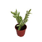 Pedilanthus Verigated Plant in 6 inch red nursery pot