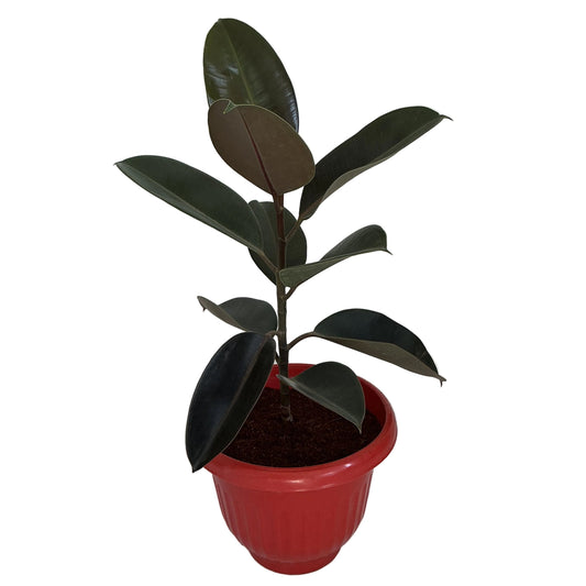 Rubber Plant In 10 Inch Red Olive Pot