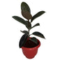 Rubber Plant In 10 Inch Red Olive Pot