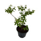 Madhu Malti Dwarf Flower Plant Any colour In 8 Inch Black Nursery Pot