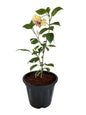 Hibiscus plant with 10 inch Black nursery pot