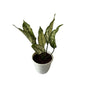 Snow White Plants In 5 Inch White Classic Pot