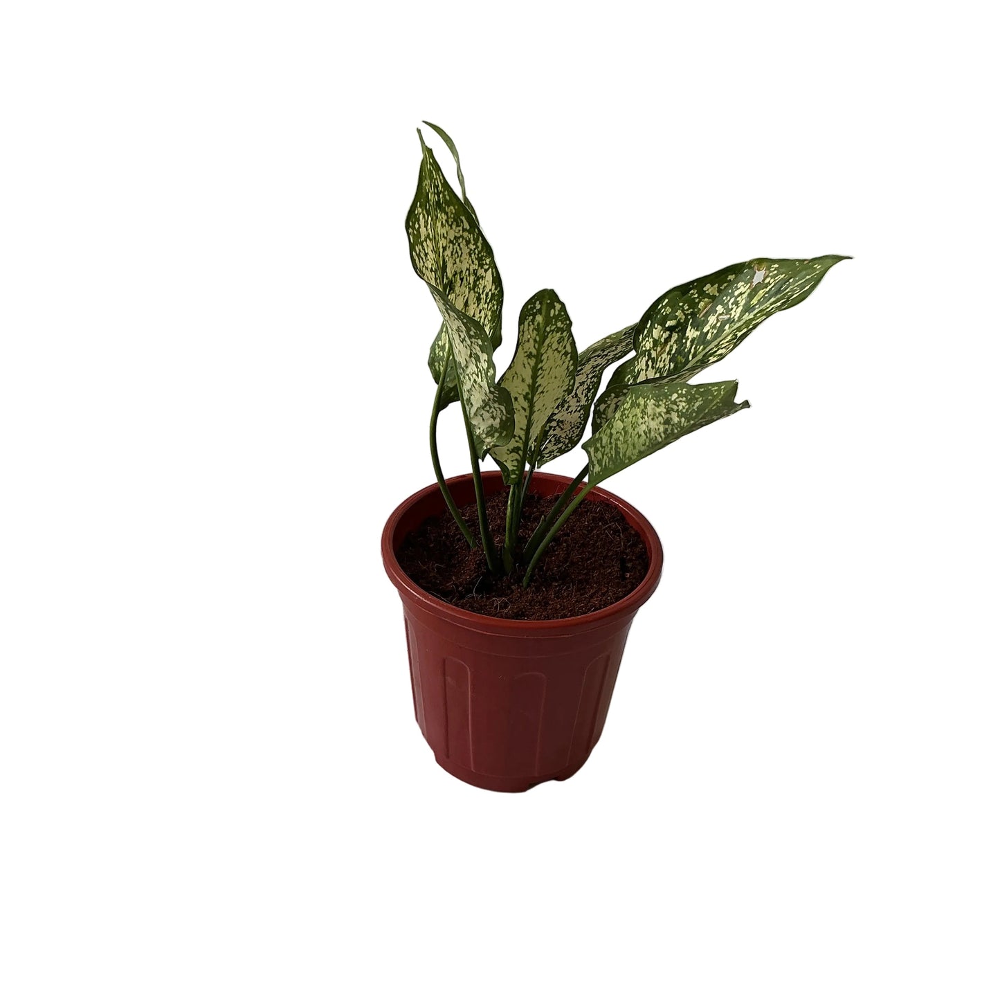 Snow White Plants In 6 Inch Red Nursery Pot