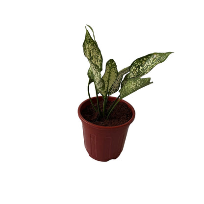 Snow White Plants In 6 Inch Red Nursery Pot
