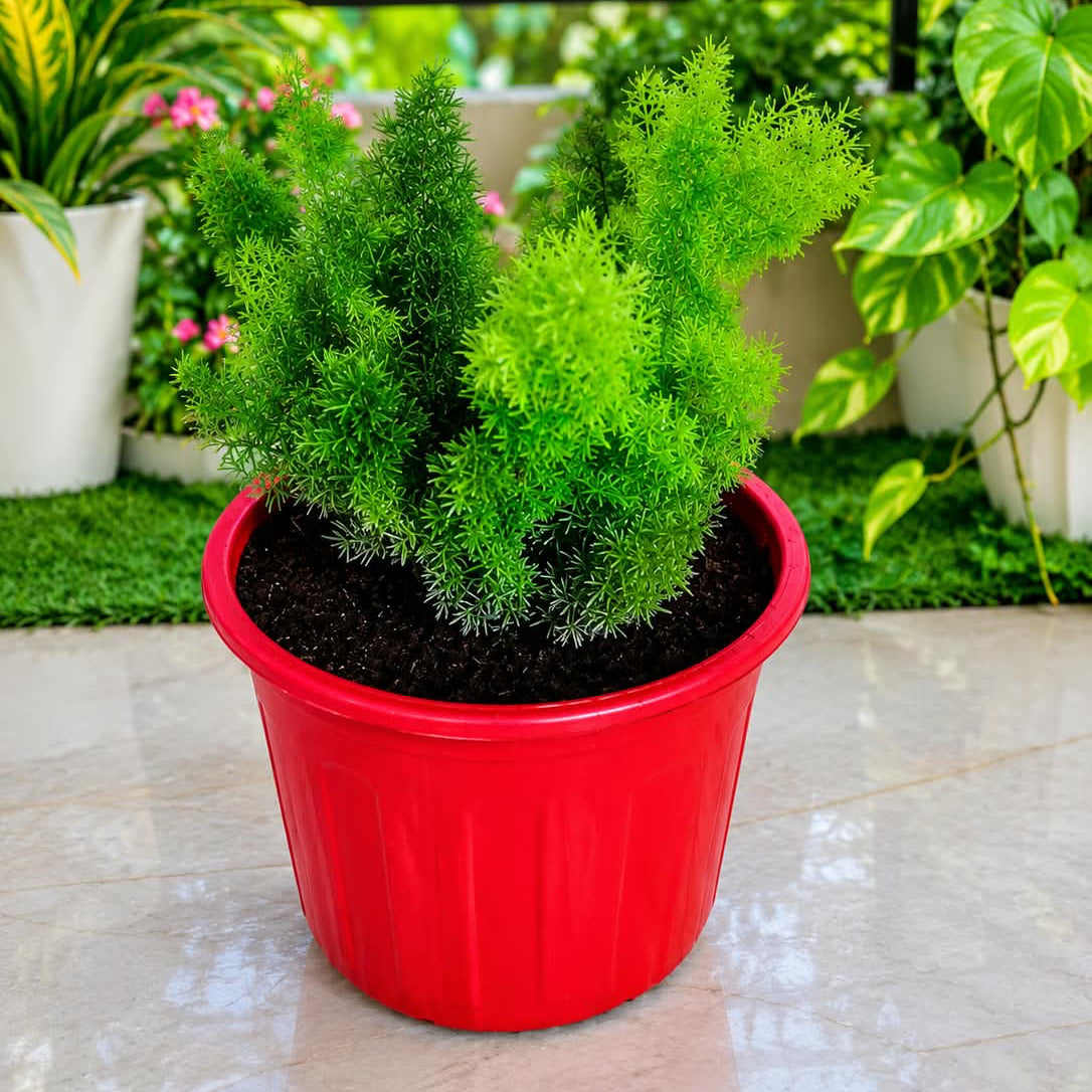 Asparagus Meri Plant in 6inch nursery pot red