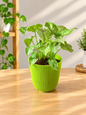 Dwarf Singonium Plant In 4 Inch Wing Pot.