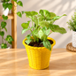 Singonium Dwarf Plant In 4 Inch Yellow Shining Pot.
