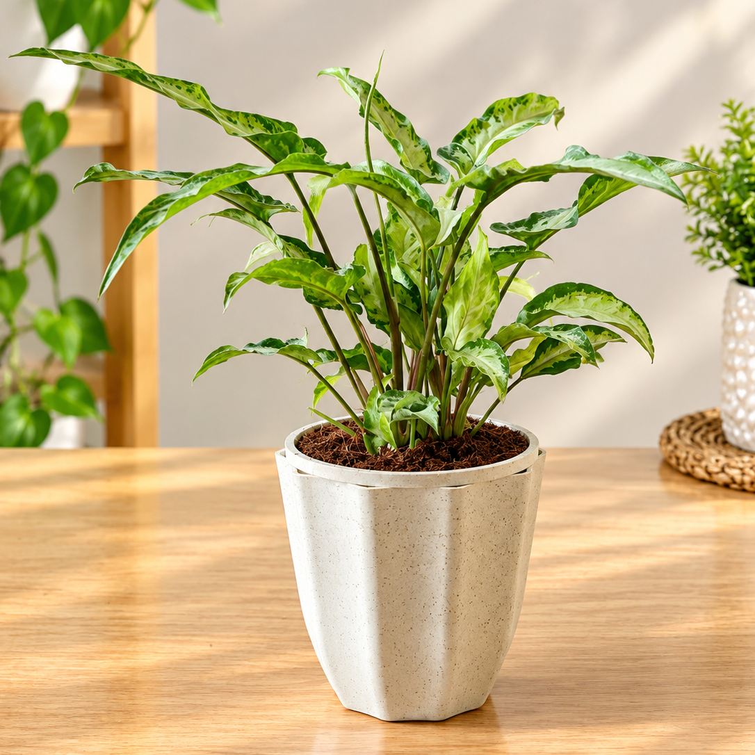 Singonium Dwarf Green Plant In 4 Inch Decorative Scalloped Pot