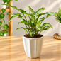 Singonium Dwarf Green Plant In 4 Inch Decorative Scalloped Pot