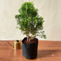 Morpankhi Plant In 10 Inch Poly Bag