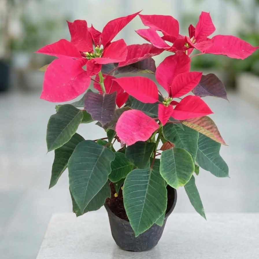Poinsettia Plant In 6 Inch Nursery Pot