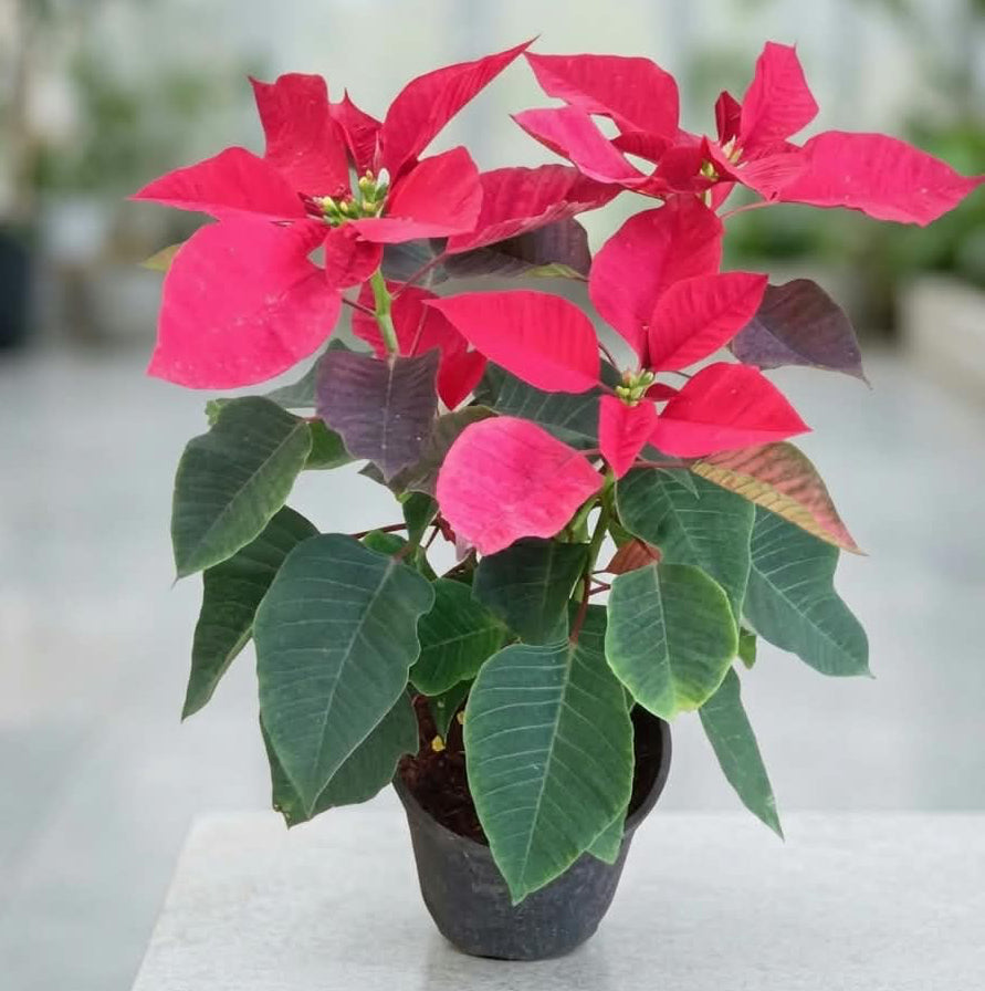 Poinsettia Plant In 6 Inch Nursery Pot