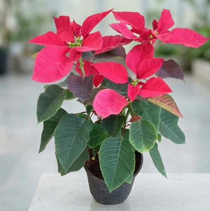 Poinsettia Plant In 6 Inch Nursery Pot