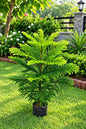 Aruceria Plant In 10 Inch Poly Bag
