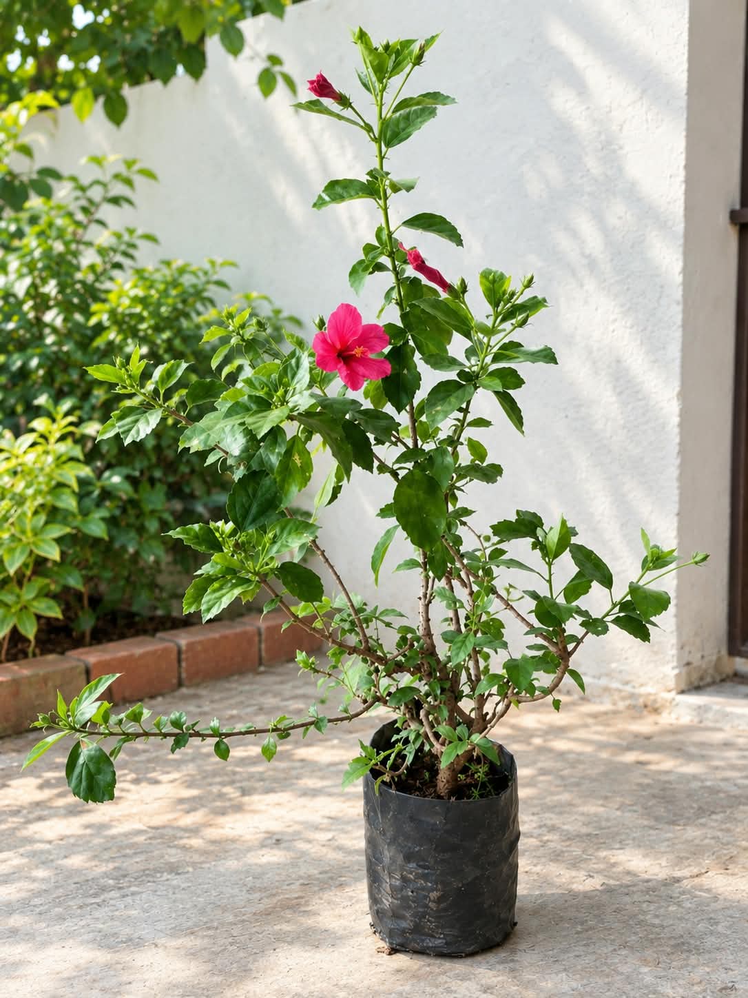 Mirchi Hibiscus Plant In 10 Inch Polybag