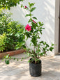 Mirchi Hibiscus Plant In 10 Inch Polybag