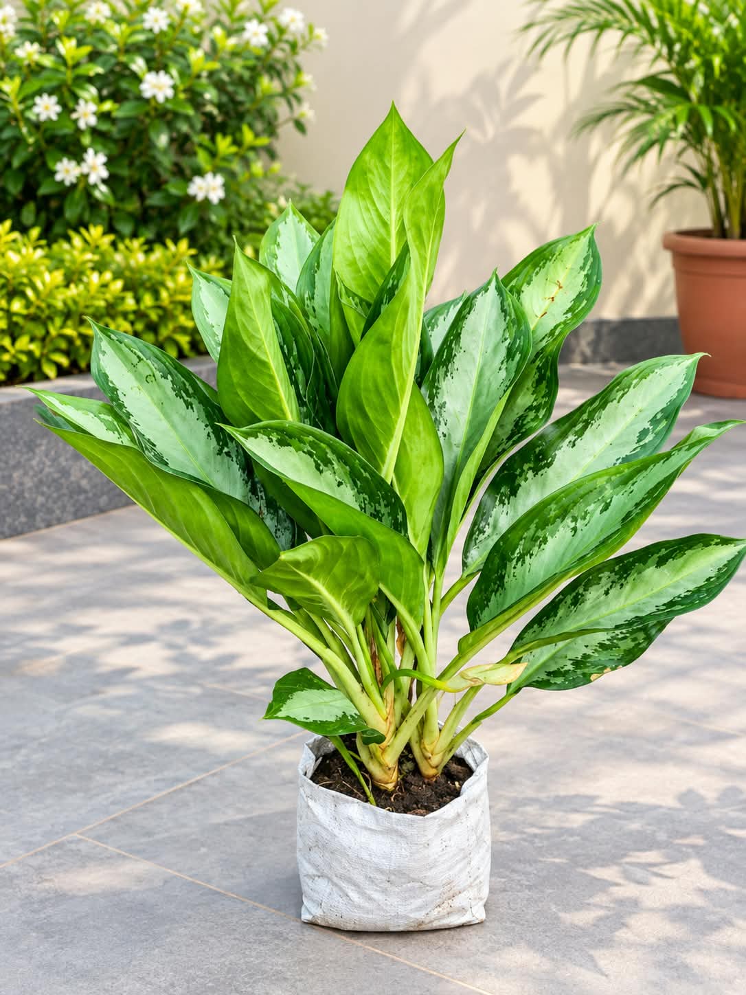 Aglaonima Plant In 7 Inch Bag