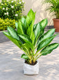 Aglaonima Plant In 7 Inch Bag