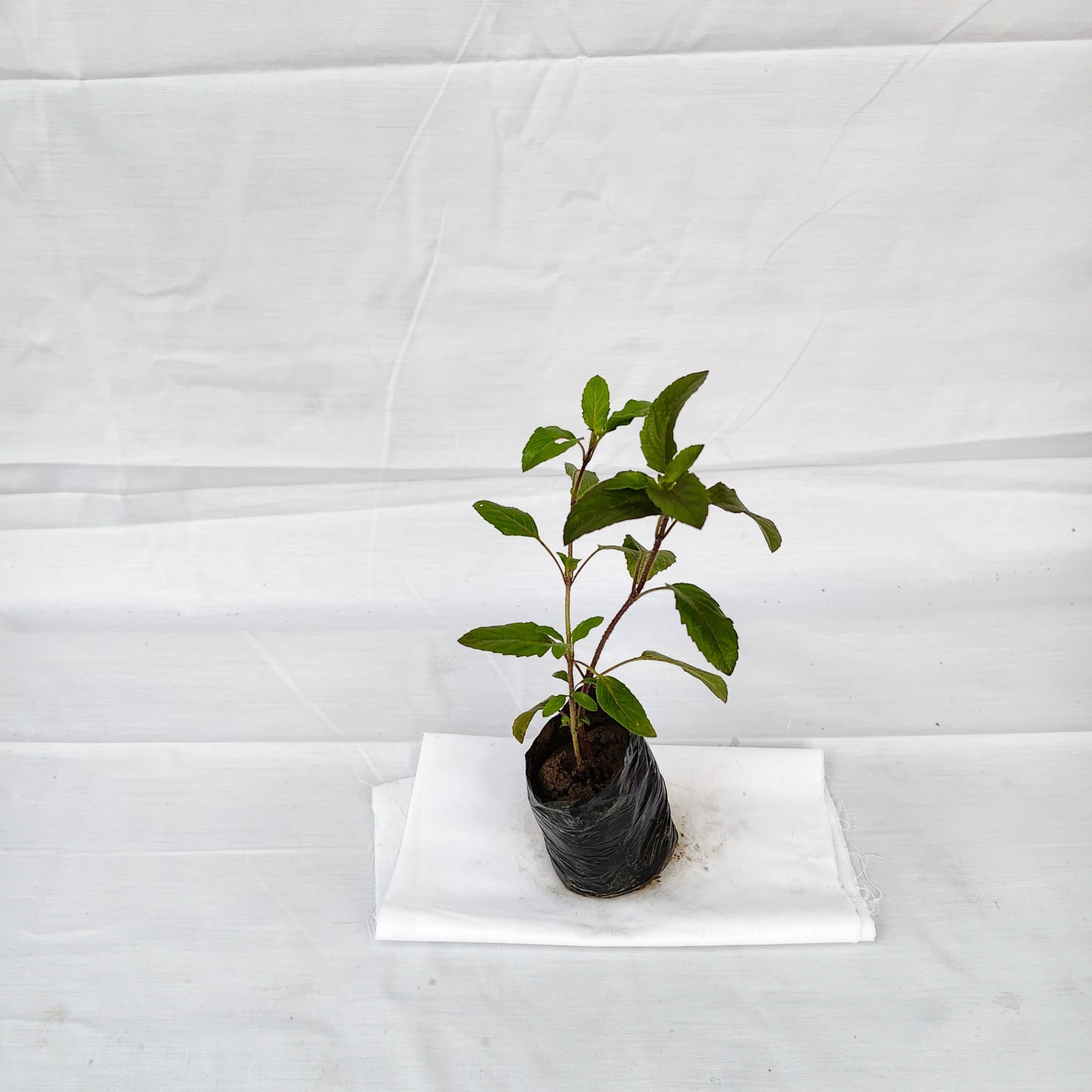 Rama Tulsi 4 inch nursery polybag