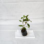 Rama Tulsi 4 inch nursery polybag