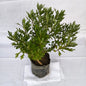 Lavender plant