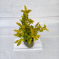 Golden Duranta plants