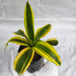 Dracaena Victory yellow indoor and outdoor plants in 7 inch nursery polybag