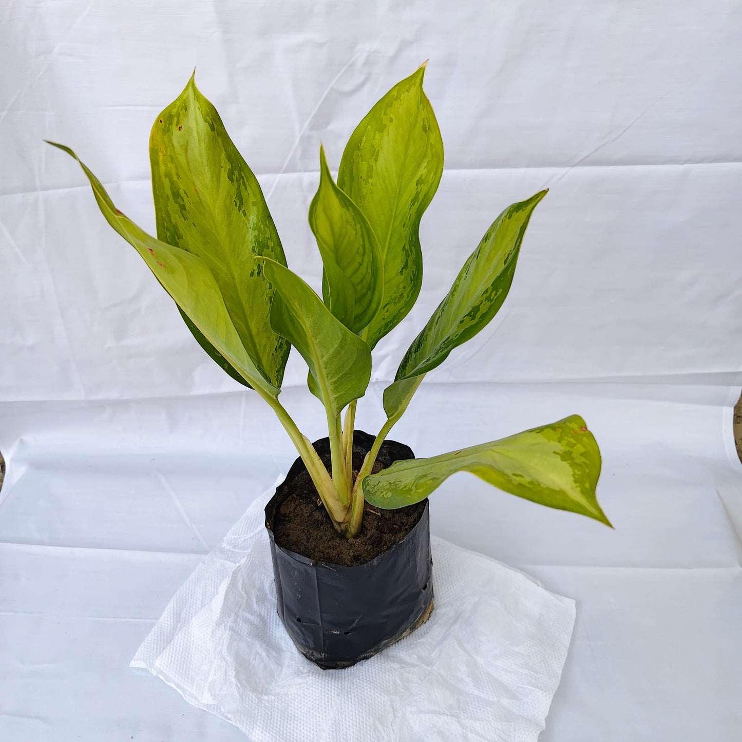 Aglaonema Green Plants