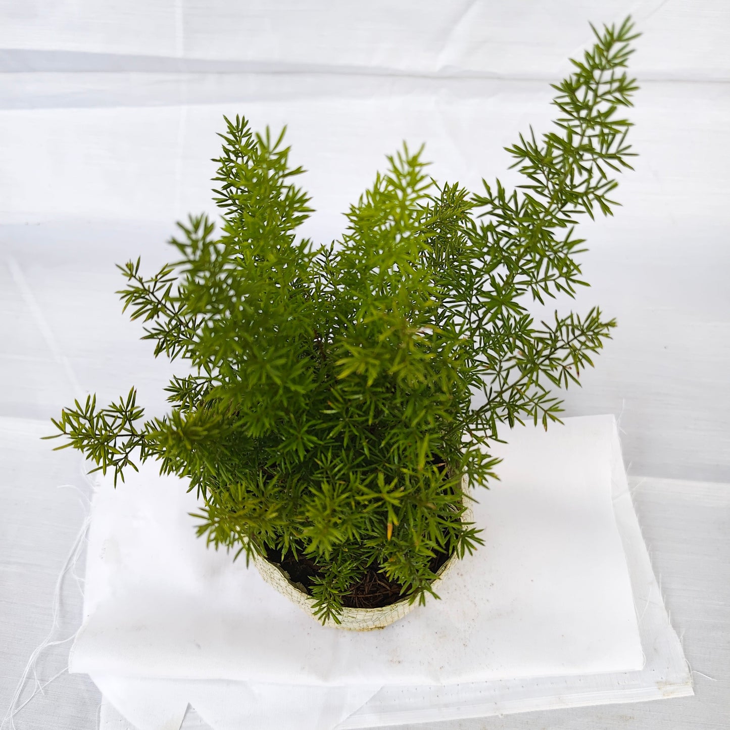Asparagus mari indoor and outdoor plants