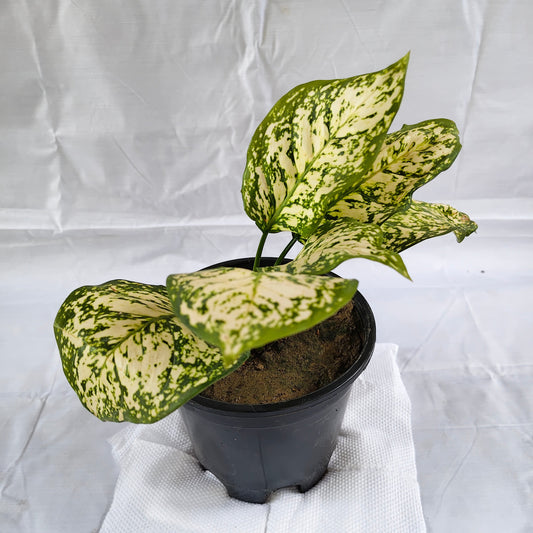 White Aglaonema indoor plants in 6 inch black nursery pot